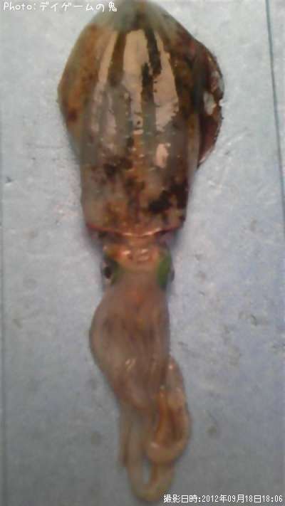 �����ꥤ��