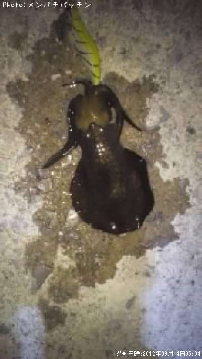 �����ꥤ��