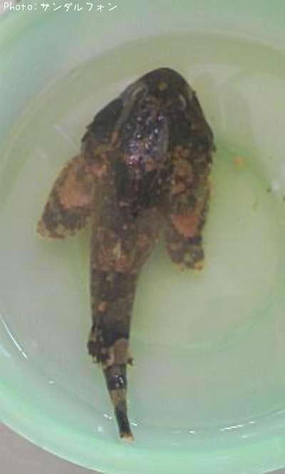 ����������