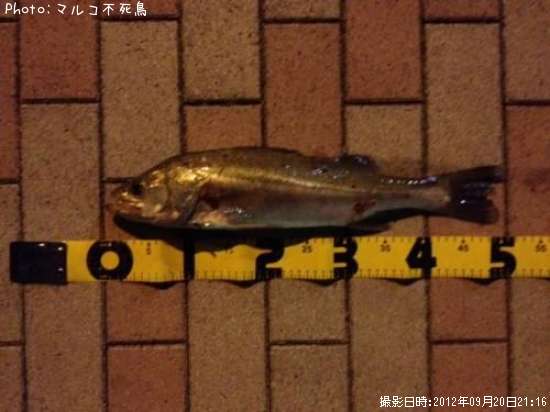 �����Х�