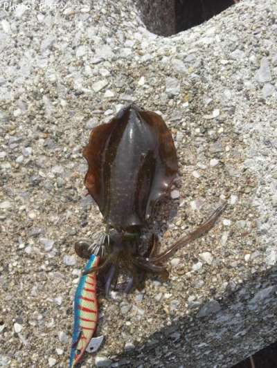 �����ꥤ��