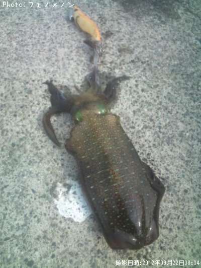 �����ꥤ��