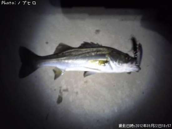 �����Х�