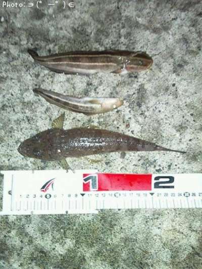 �ȥ������������󥺥����å�