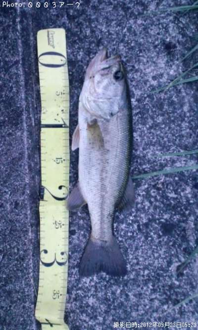 �֥�å��Х�