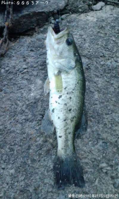 �֥�å��Х�