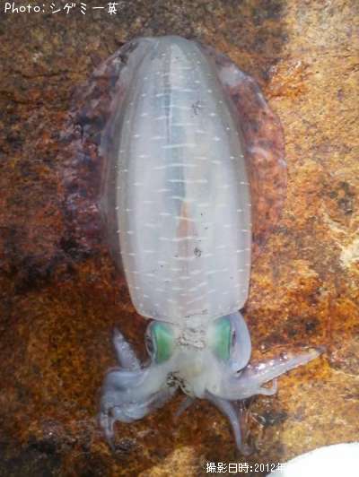 �����ꥤ��