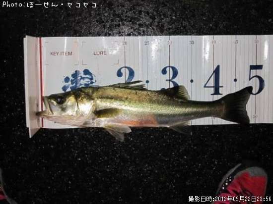 �����Х�