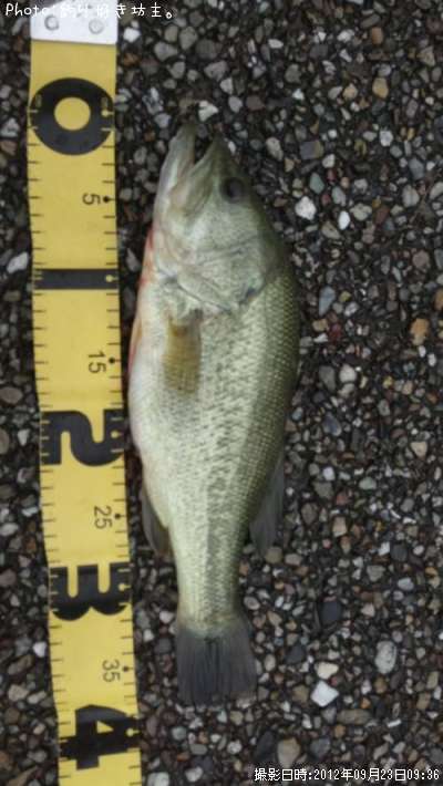 �֥�å��Х�