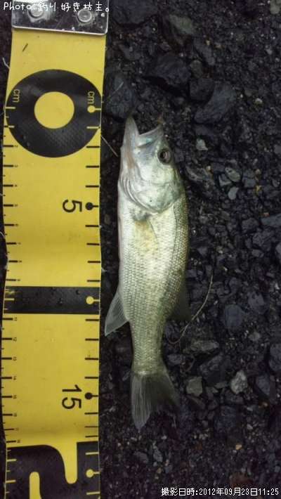 �֥�å��Х�