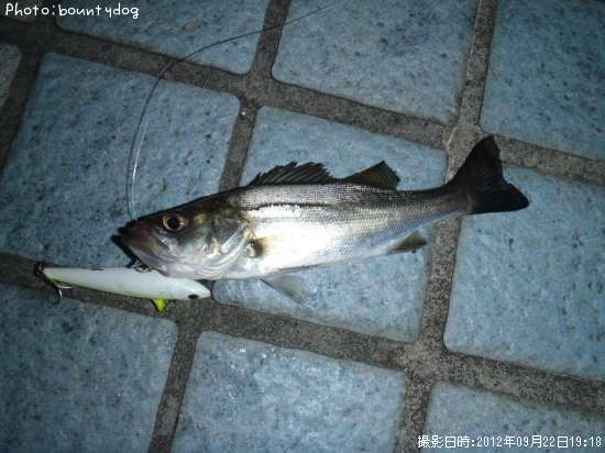 �����Х�