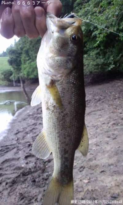 �֥�å��Х�