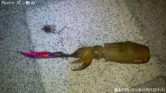 �����ꥤ��