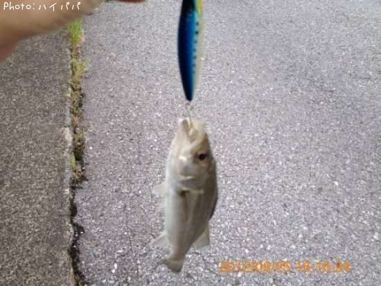 �����Х�