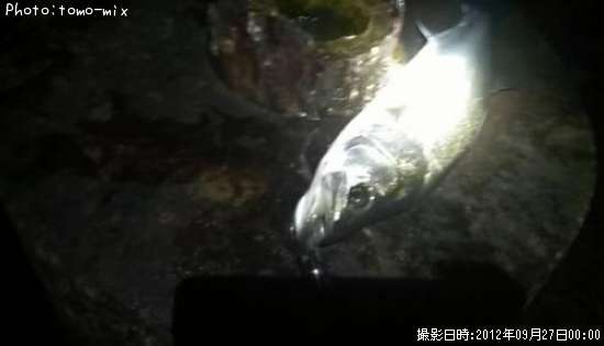 �����Х�