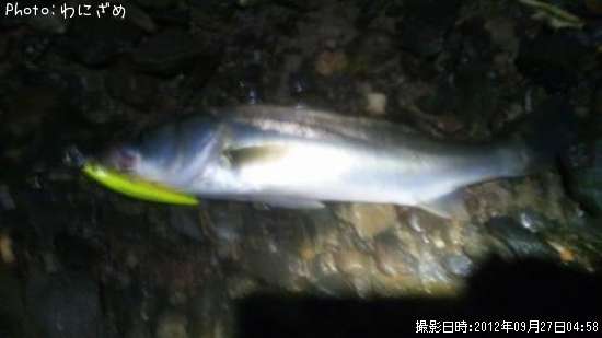 �����Х�