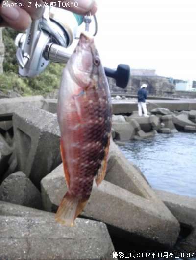 �ʤ������