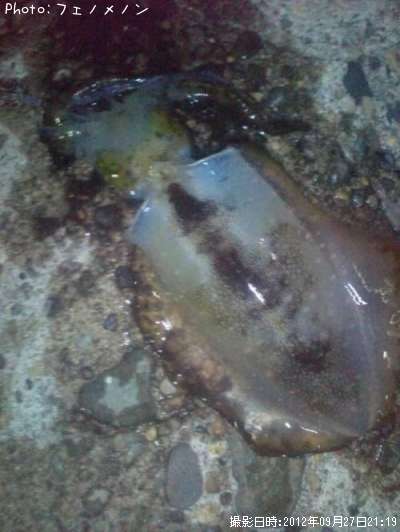 �����ꥤ��