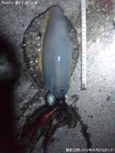 �����ꥤ��