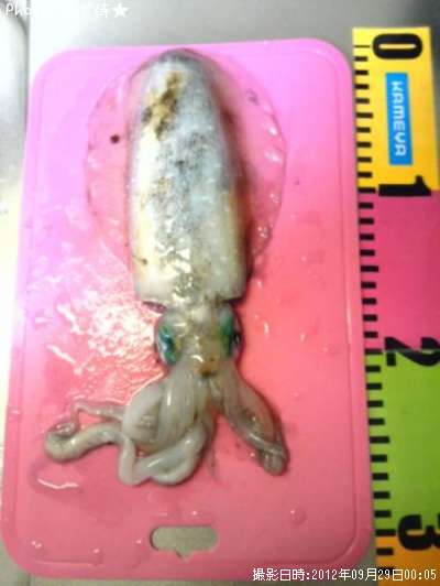 �����ꥤ��