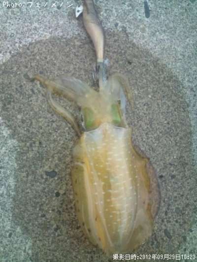 �����ꥤ��