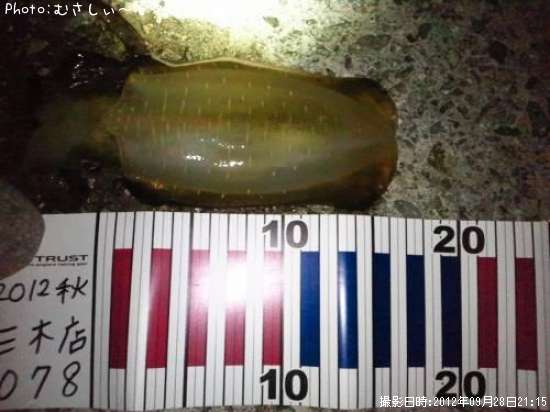 �����ꥤ��