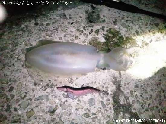 �����ꥤ��