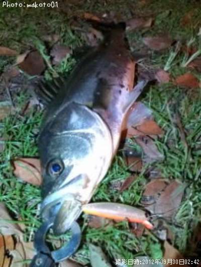 �����Х�