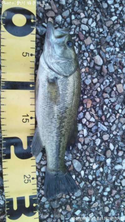 �֥�å��Х�