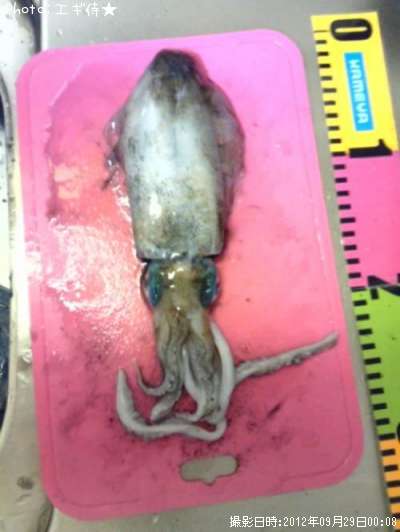 �����ꥤ��