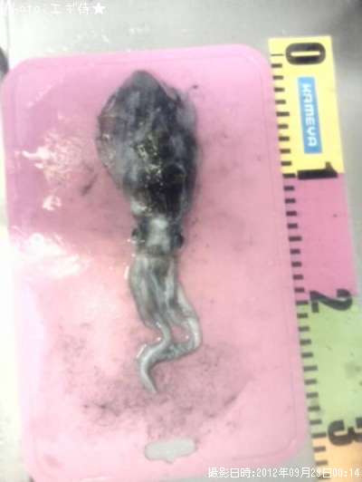 �����ꥤ��