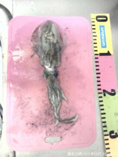 �����ꥤ��