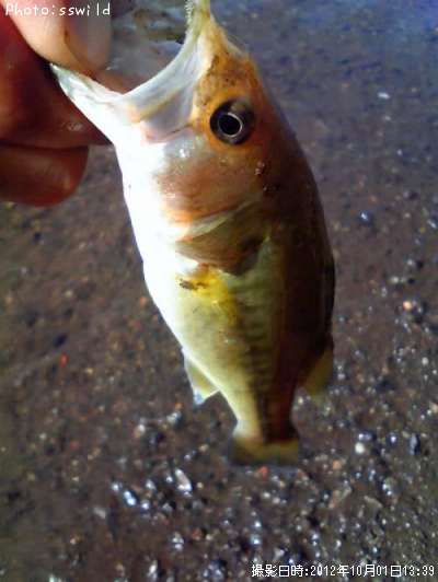 �֥�å��Х�