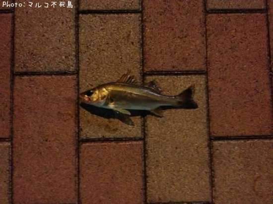 �����Х�