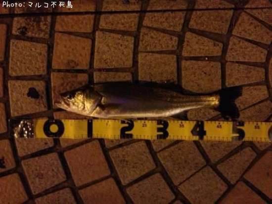 �����Х�