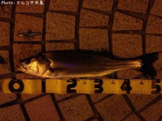 �����Х�