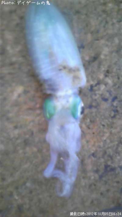 �����ꥤ��