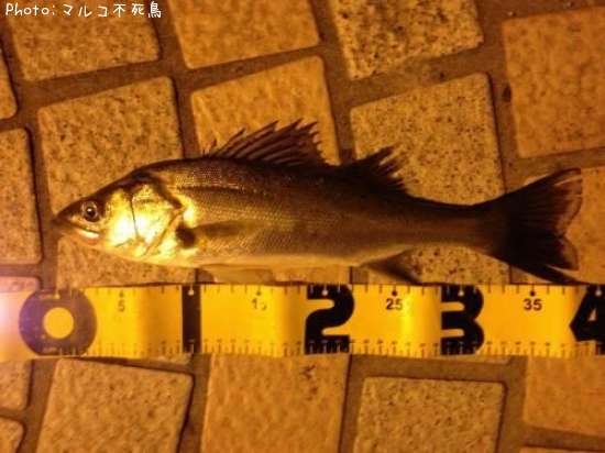 �����Х�