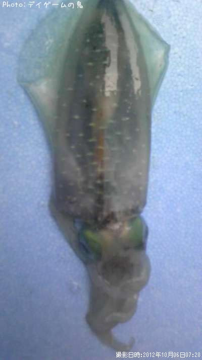 �����ꥤ��