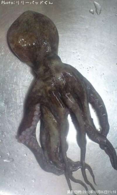 �����ȥѥ��ۡ����