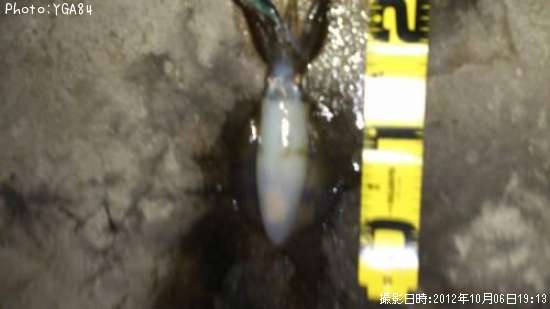 �����ꥤ��