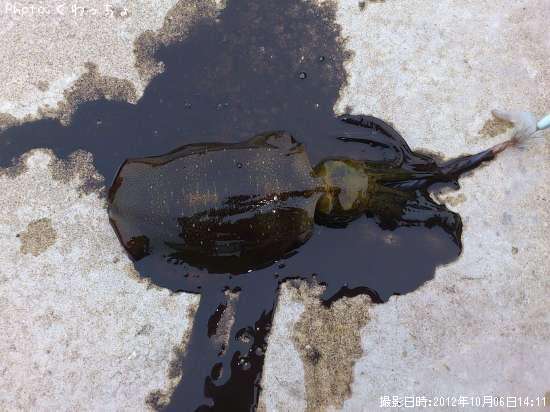 �����ꥤ��