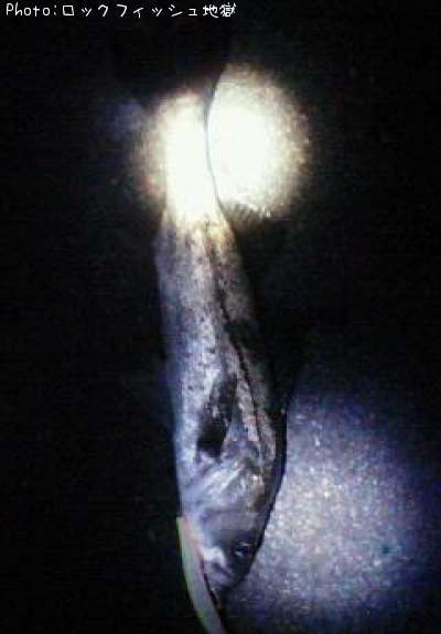 �����Х�