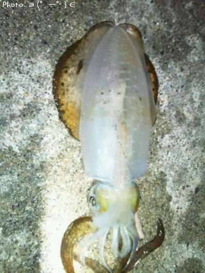 �����ꥤ��