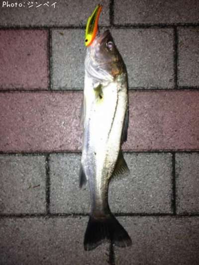 �����Х�