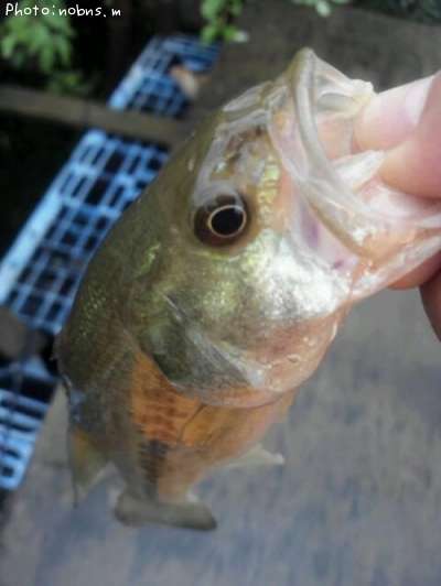 �֥�å��Х�