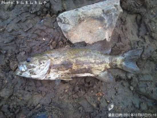 ���⡼��ޥ����Х�