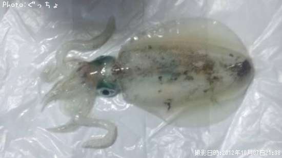 �����ꥤ��