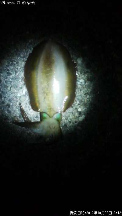 �����ꥤ��