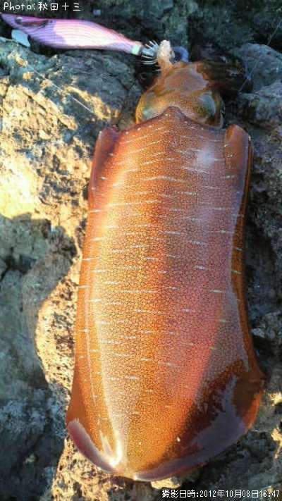 �����ꥤ��